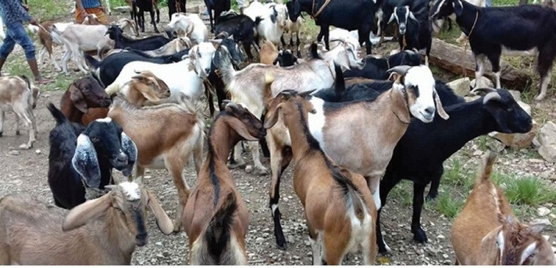 सरकारले तोक्यो खसीबोकाको मूल्य, कति पर्ला काठमाडौंमा जिउँदो खसीबोकाको मूल्य ?