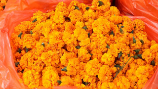 तिहार ‘फ्लोरा एक्स्पो’ सकियो, एक करोडको कारोबार