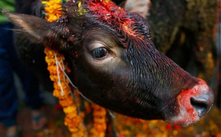 तिहारको तेस्रो दिन गाई पूजा गरेर मनाइँदै