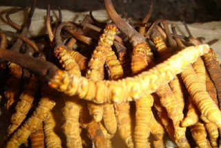 तीन महिनामा ४६ करोडभन्दा बढीको यार्सागुम्बा निर्यात