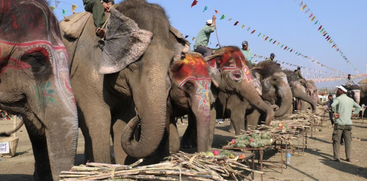 सौराहामा हात्तीको वनभोज
