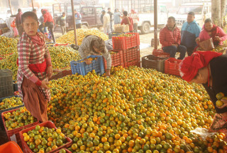 बजारीकरण गर्न सुन्तला महोत्सव