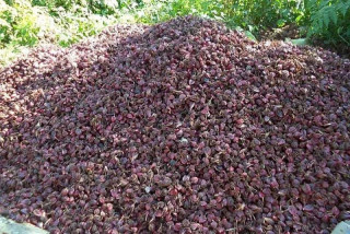 अलैंचीको मूल्य घट्यो, ८ महिनामा ११ प्रतिशतले कम