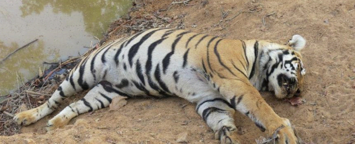 दुर्लभ पाटे बाघ मृत भेटियो