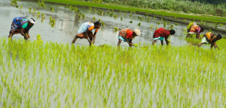 वर्षासँगै सुक्खा सङ्कटग्रस्त मधेस प्रदेशमा धान रोपाइँ सुरु