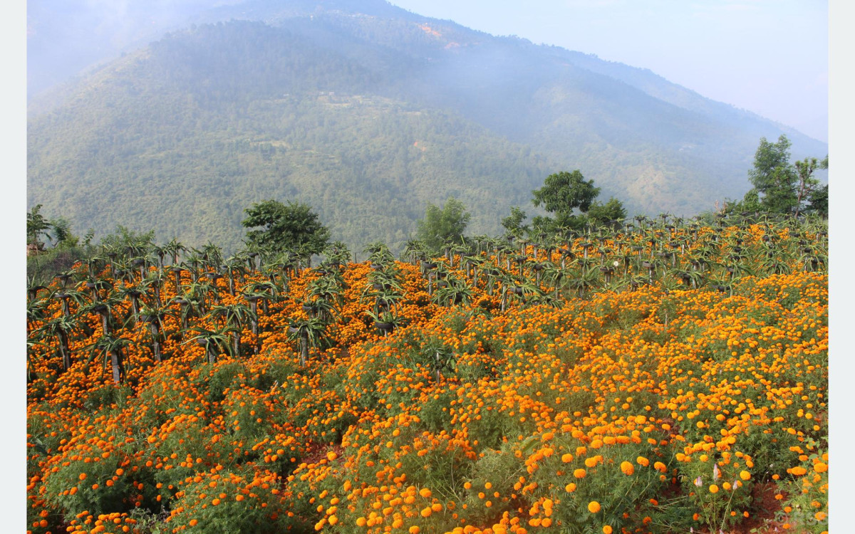 मन्थलीमा ड्रागन फ्रुटसँगै सयपत्री फूलको खेती