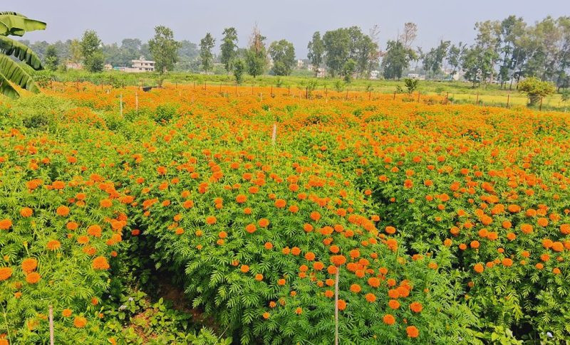 तिहारका लागि फूलका ग्राहक पर्खदै दाङका किसान