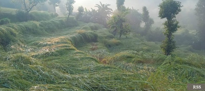पर्वतमा असिनाले धानबाली नष्ट, किसान चिन्तित
