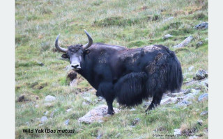 शे–फोक्सुन्डो राष्ट्रिय निकुञ्जमा भेटियो दुर्लभ जङ्गली याक