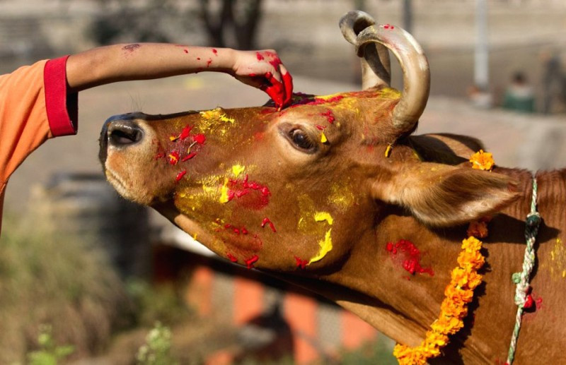 तिहारको चौथो दिन : गाई पूजा गरिँदै