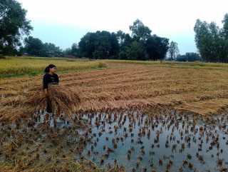 जलवायु परिवर्तनको असर : भोजपुरमा धान उत्पादनमा कमी