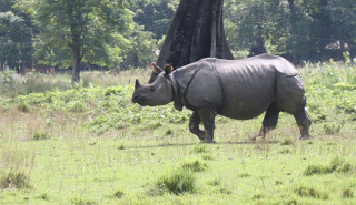 गैँडाको आक्रमणबाट पथप्रदर्शक घाइते