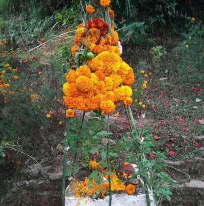 हरिबोधिनी एकादशी : तुलसी र दामोदरको विवाह गरी मनाइँदै