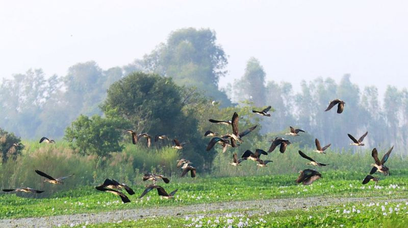 साइबेरियाबाट आएका  चरा कैलाली–कञ्चनपुरमा