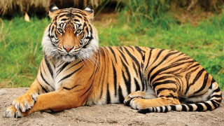 विश्व बाघ दिवस: नेपालका जंगलमा ३५५ बाघ, विश्वमा ५३५७ वटा