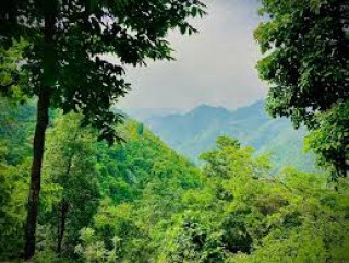 माथिल्लो अरुण आयोजना निर्माणका लागि दुई हजार बढी रुख काटियो