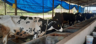 पशुमा पनि बाँझोपनको समस्या बढ्यो