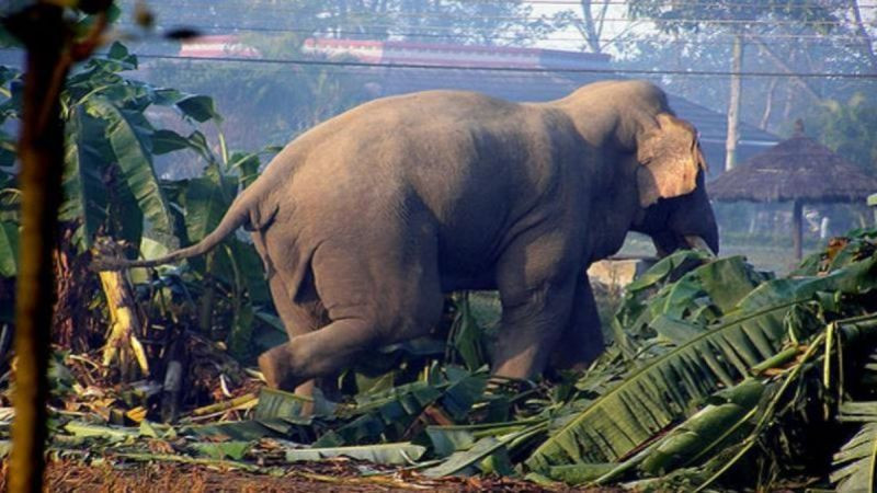 झापामा मानव–हात्ती द्वन्द्व : १६ वर्षमा ८० जनाको ज्यान गयो